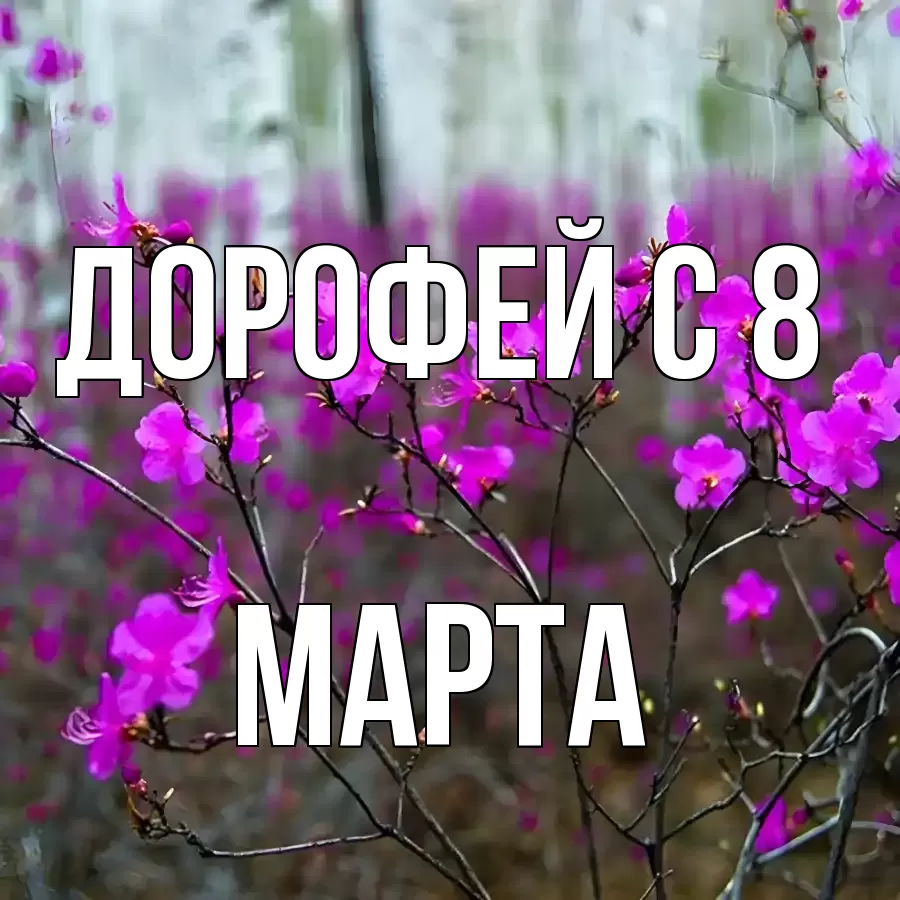 ОТКРЫТКА ДОРОФЕЙ
