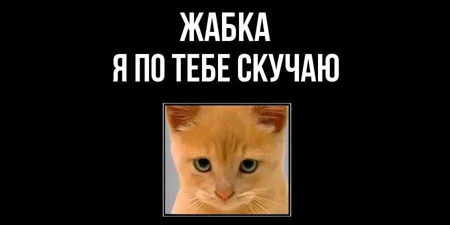 ЖАБКА Я ПО ТЕБЕ СКУЧАЮ