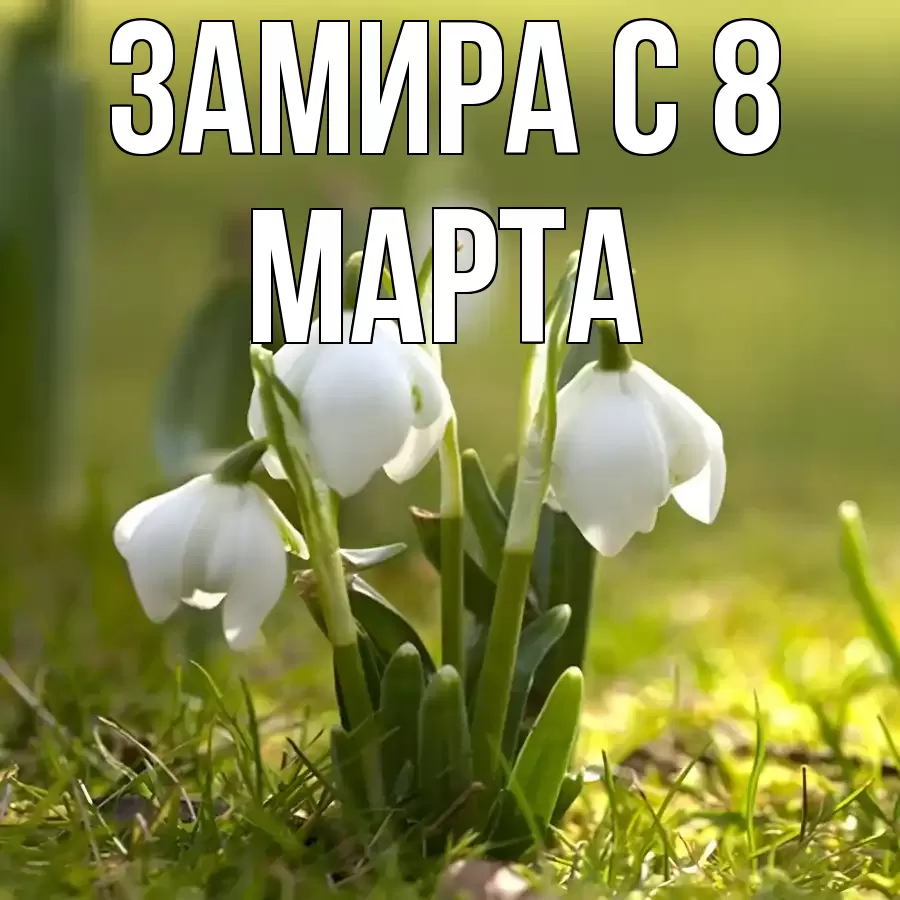 ОТКРЫТКА ЗАМИРА