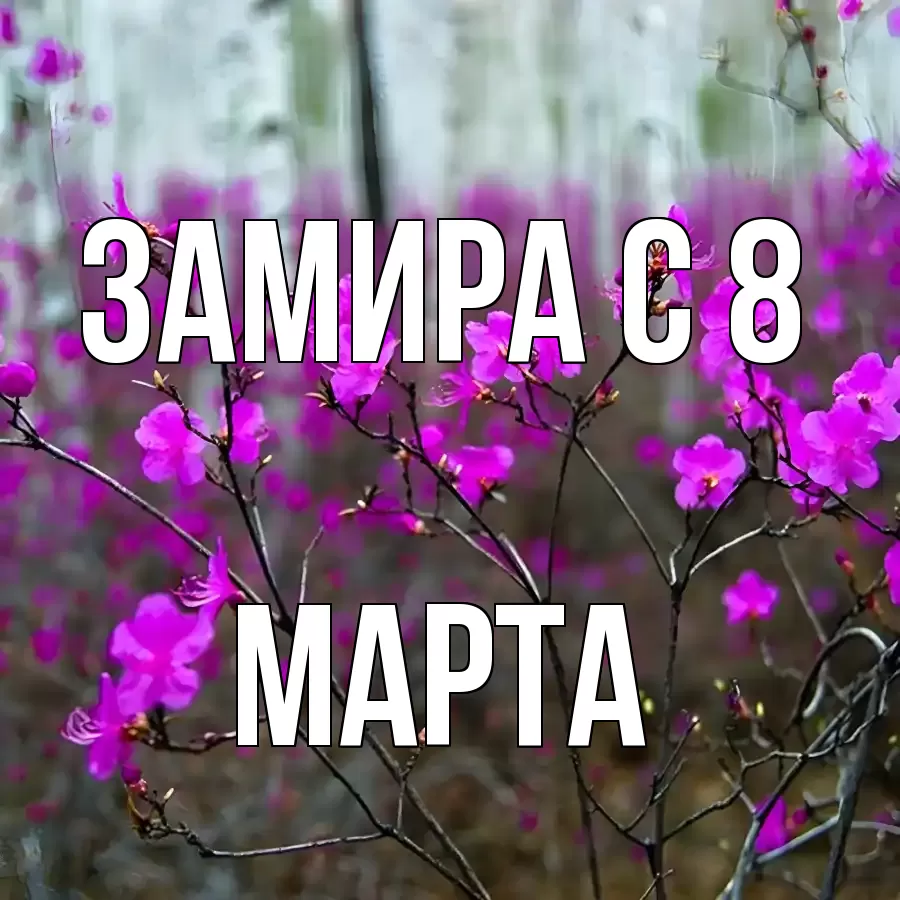 ОТКРЫТКА ЗАМИРА