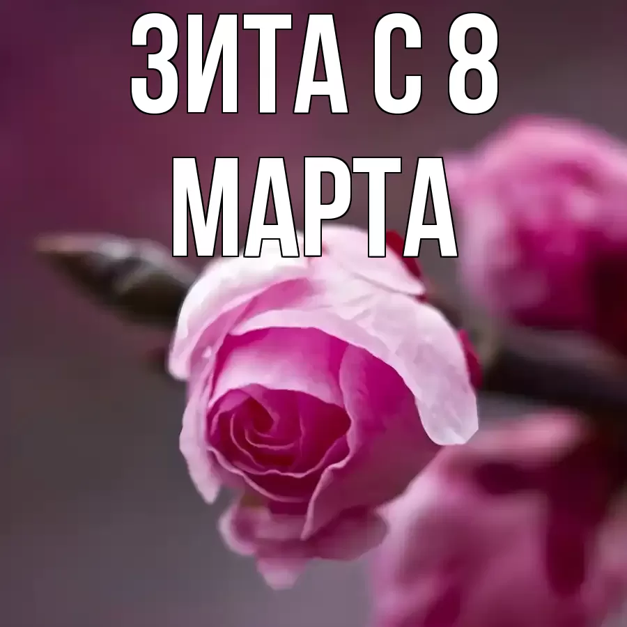 ОТКРЫТКА ЗИТА