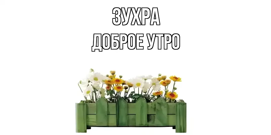 ДОБРОЕ УТРО ЗУХРА