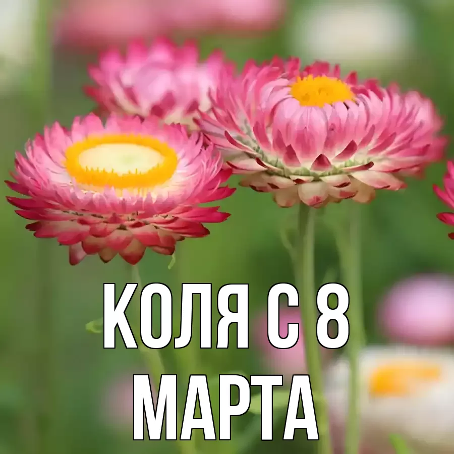 ОТКРЫТКА КОЛЯ