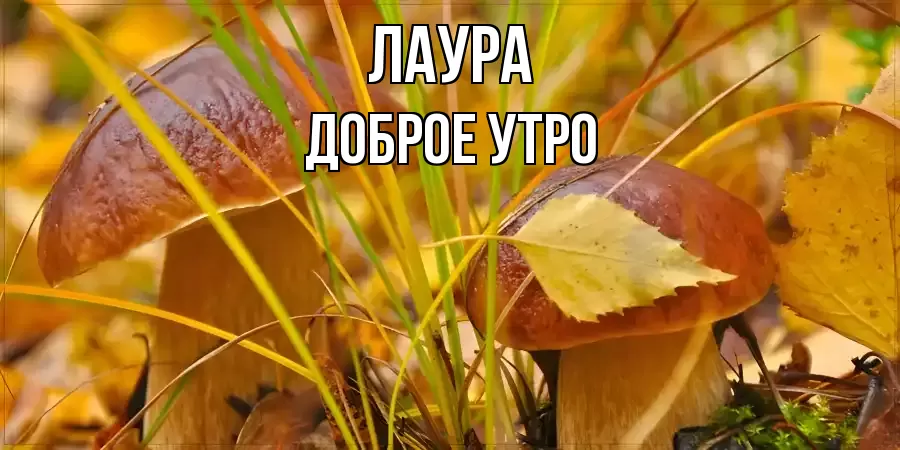 ДОБРОЕ УТРО ЛАУРА