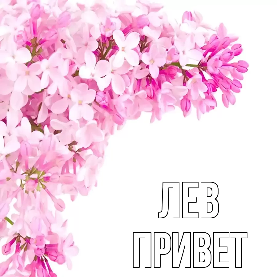 ОТКРЫТКА ЛЕВ