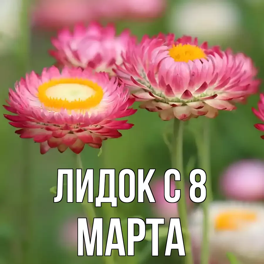 ОТКРЫТКА ЛИДОК