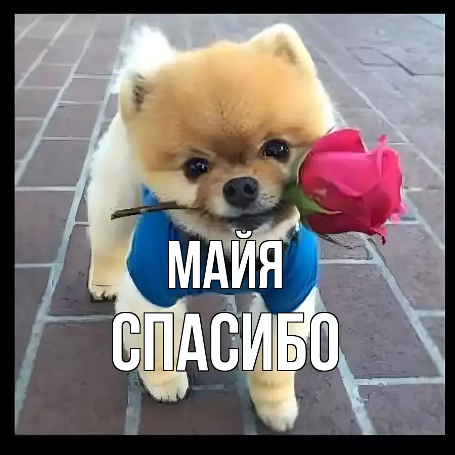 ОТКРЫТКА МАЙЯ