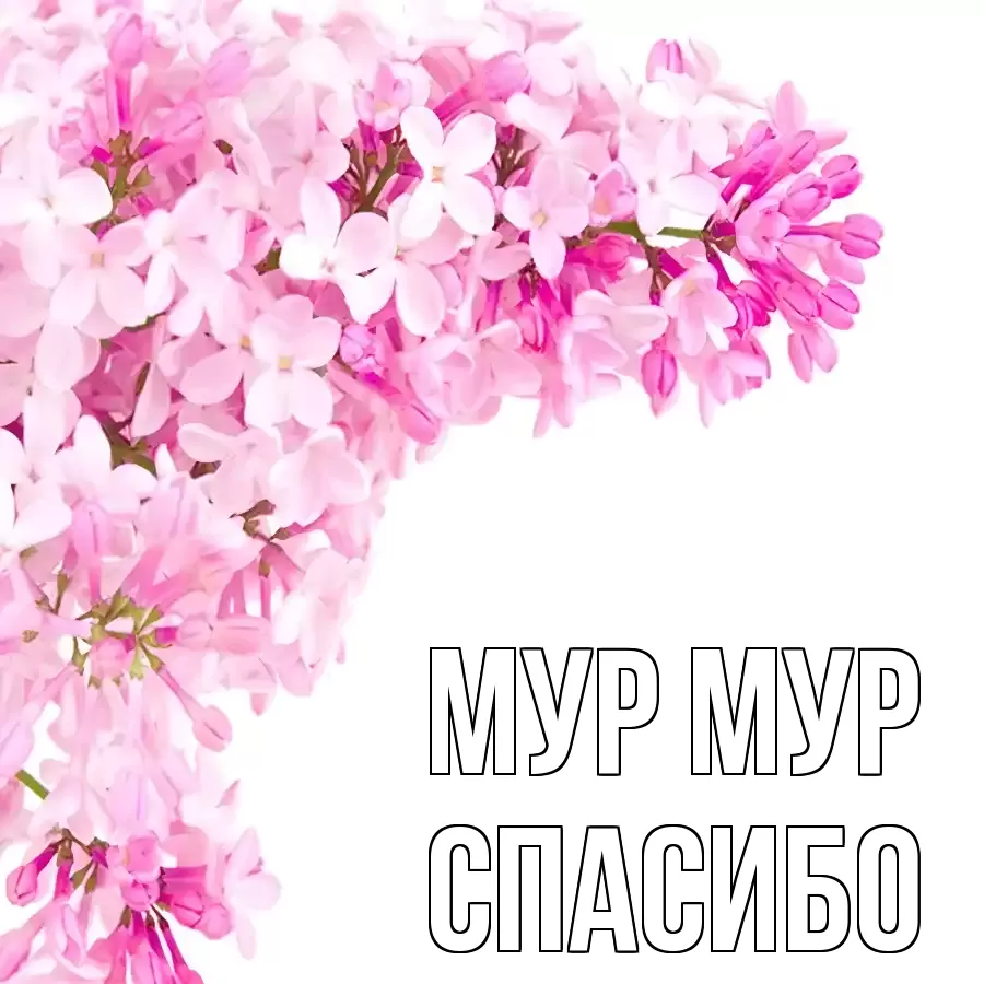 ОТКРЫТКА МУР МУР