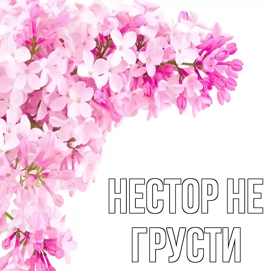 ОТКРЫТКА НЕСТОР