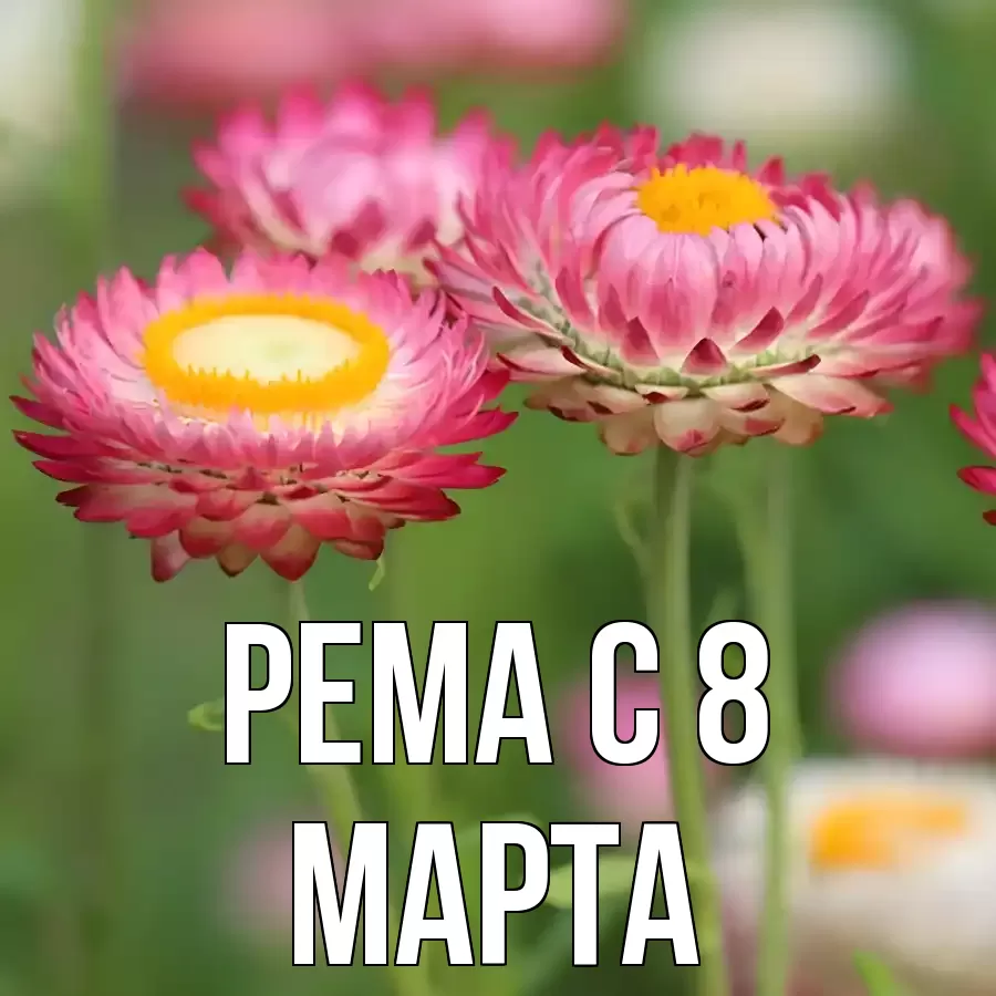 ОТКРЫТКА РЕМА