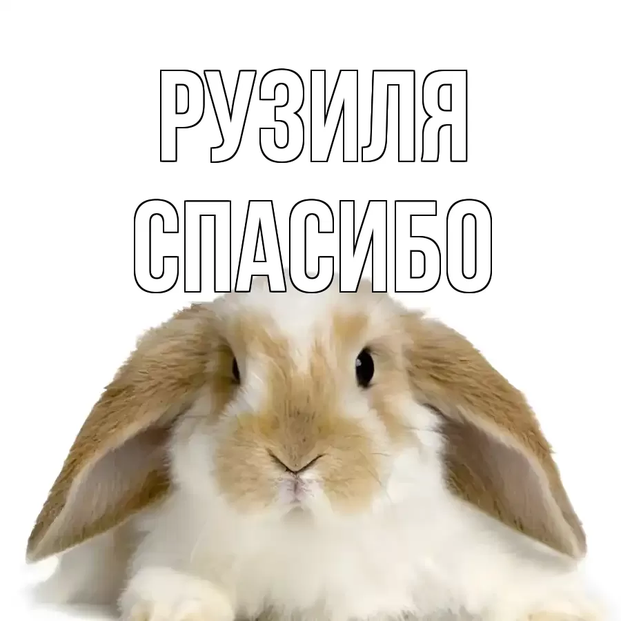 ОТКРЫТКА РУЗИЛЯ