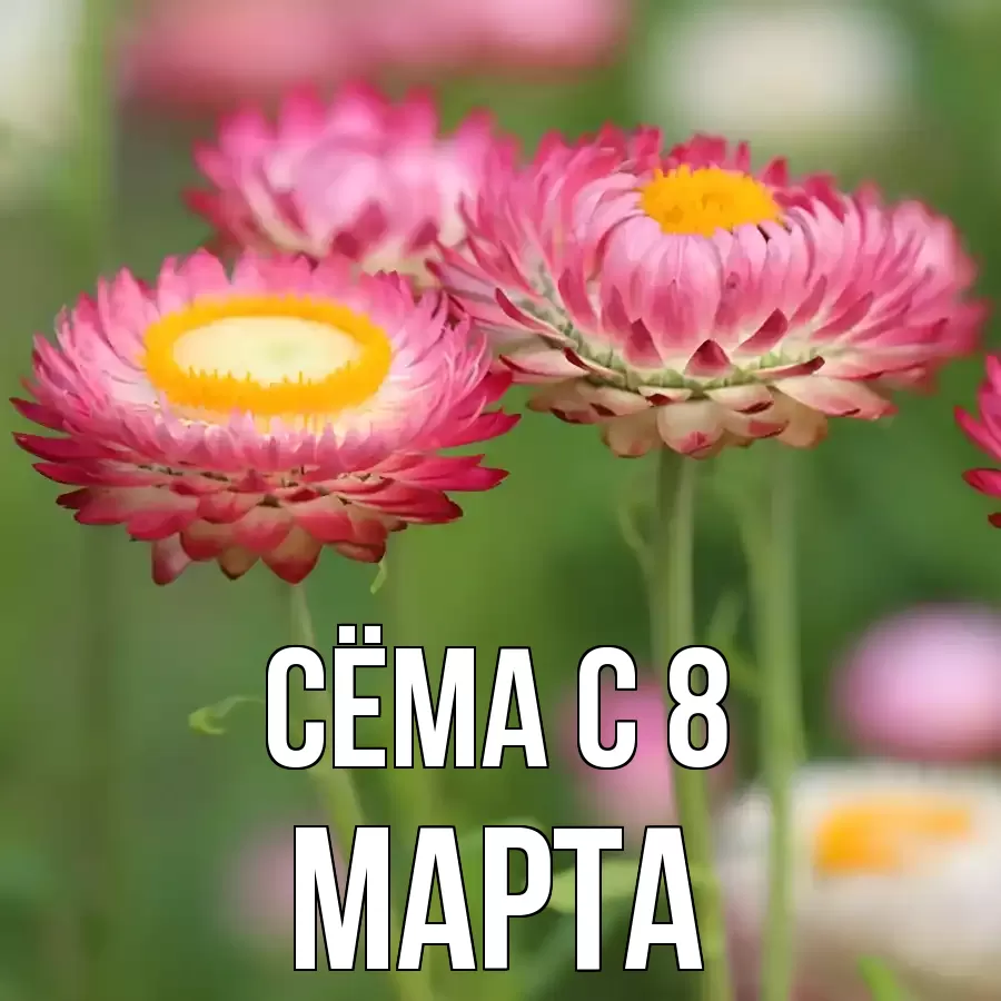 ОТКРЫТКА СЁМА