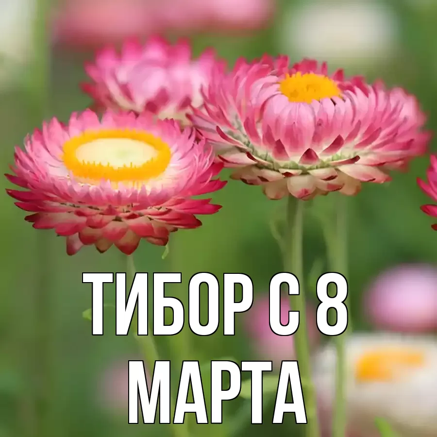 ОТКРЫТКА ТИБОР