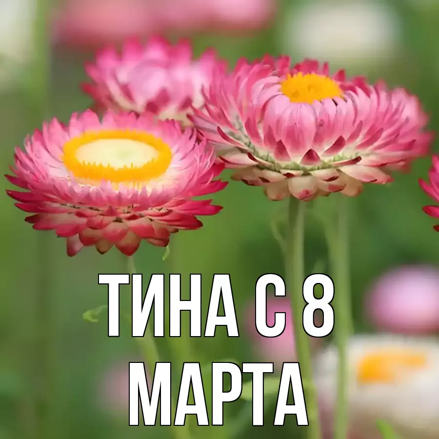 ОТКРЫТКА ТИНА