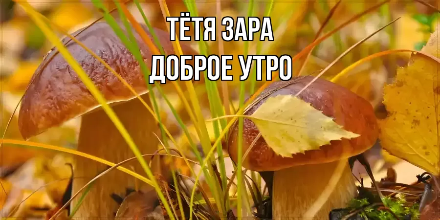 ДОБРОЕ УТРО ТЁТЯ-ЗАРА