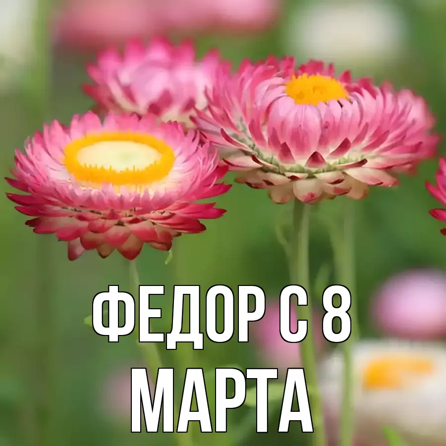 ОТКРЫТКА ФЕДОР