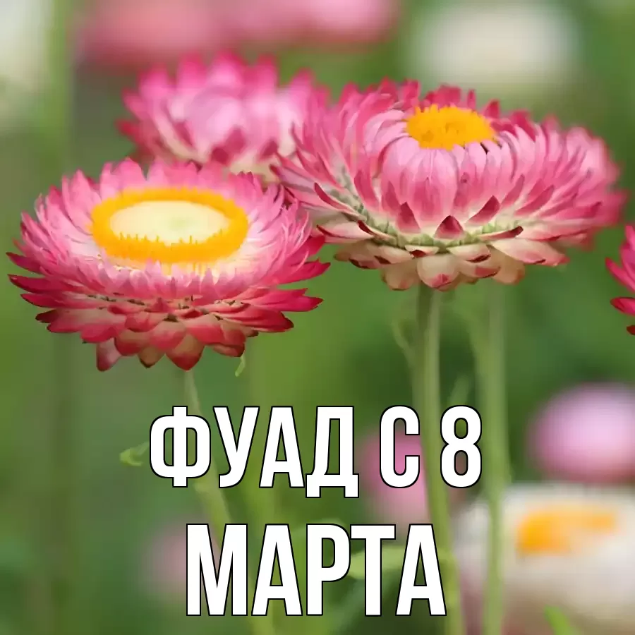 ОТКРЫТКА ФУАД