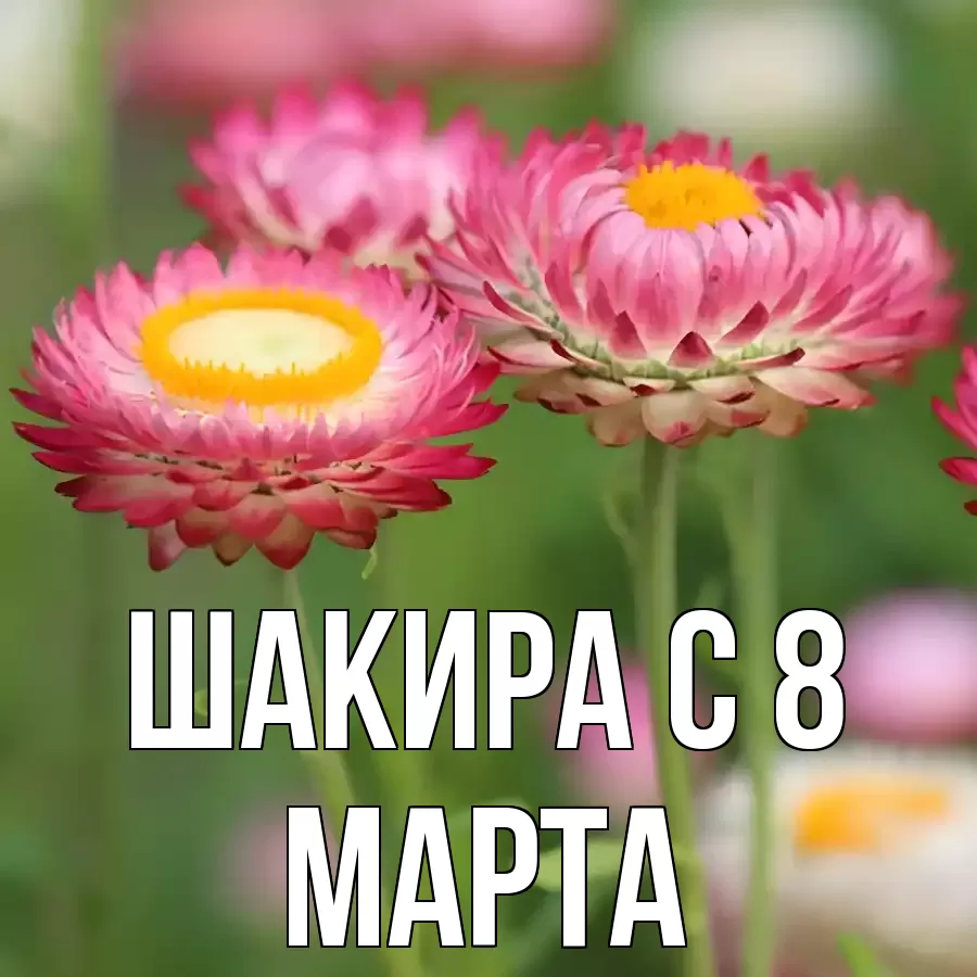 ОТКРЫТКА ШАКИРА