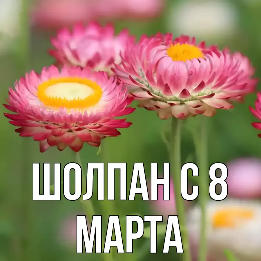 ОТКРЫТКА ШОЛПАН