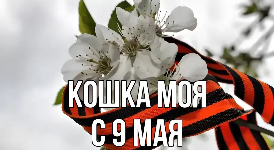 С 9 МАЯ КОШКА МОЯ