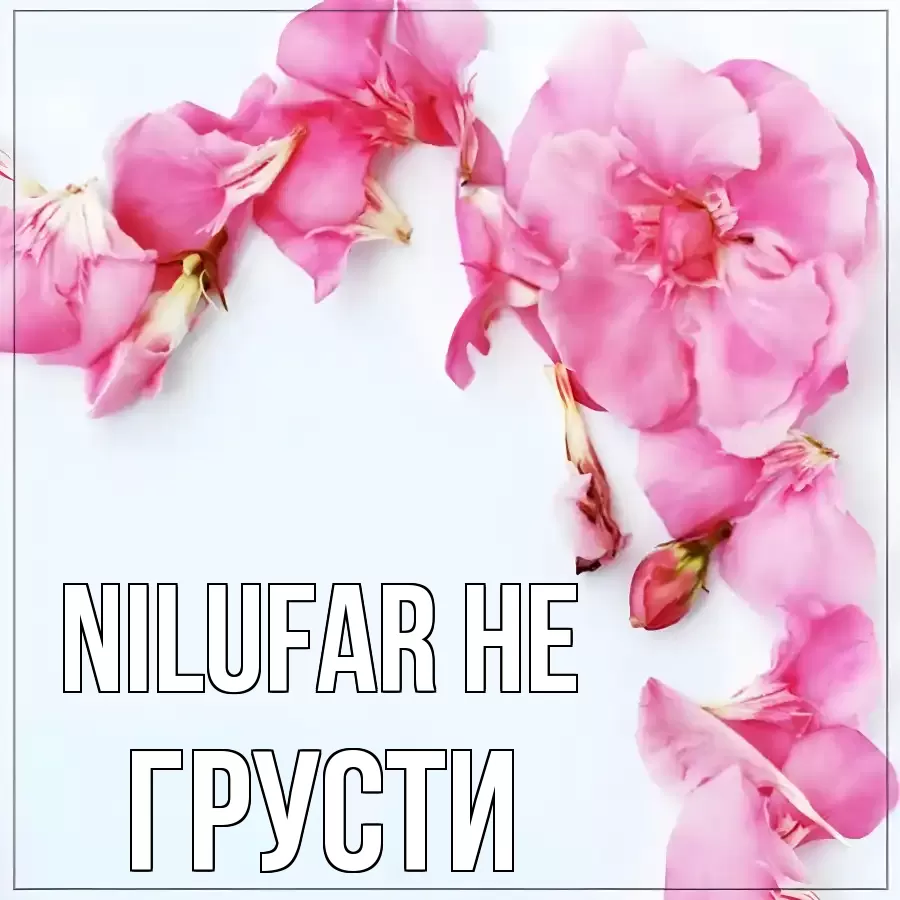 ОТКРЫТКА NILUFAR