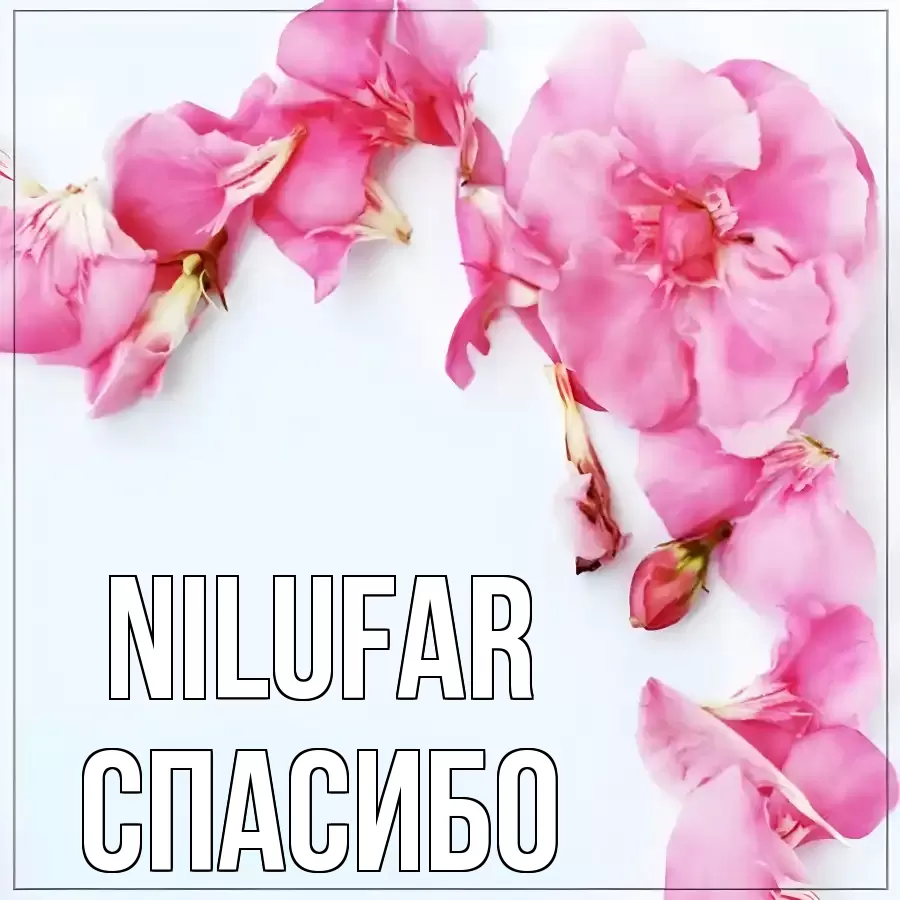 ОТКРЫТКА NILUFAR