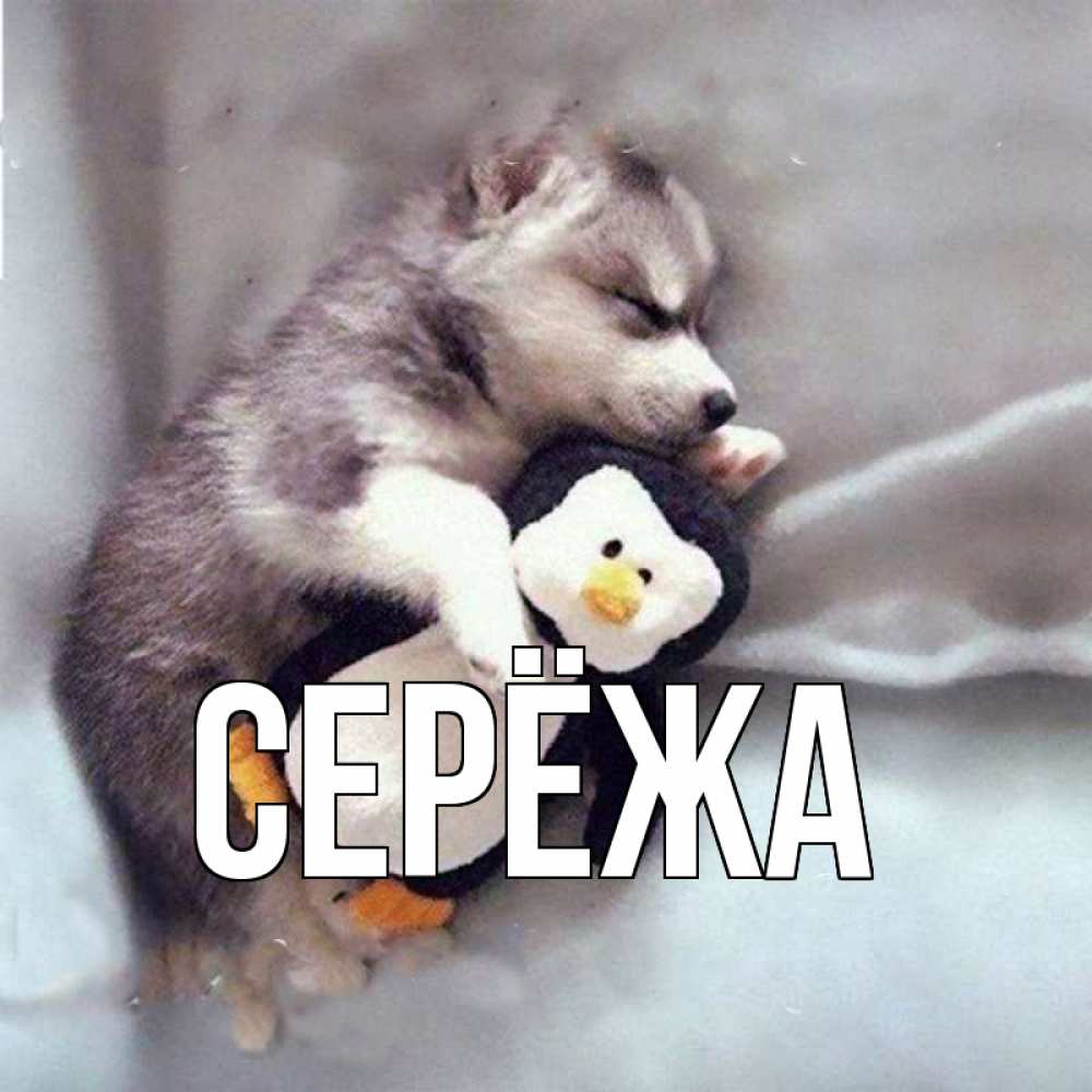 Открытка на каждый день с именем, Серёжа Главная обнимашки щенка и пингвина Прикольная открытка с пожеланием онлайн скачать бесплатно 