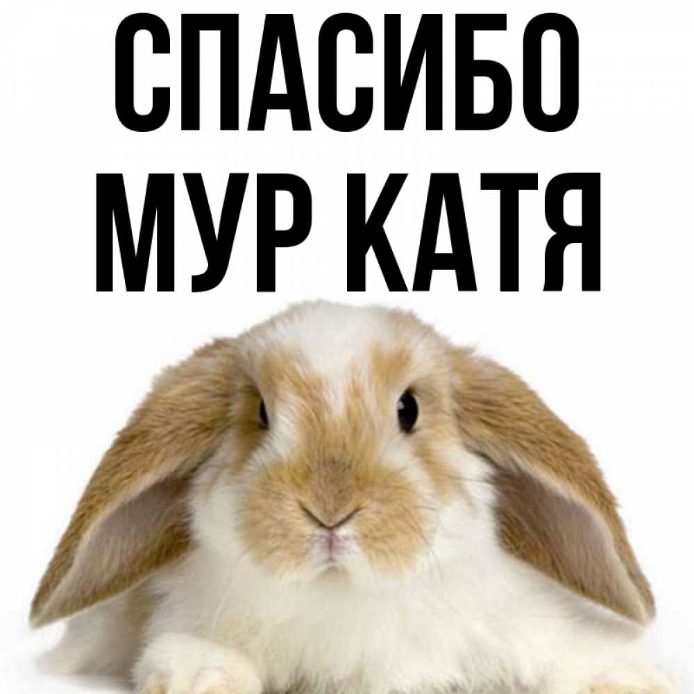 Катя картинки прикольные