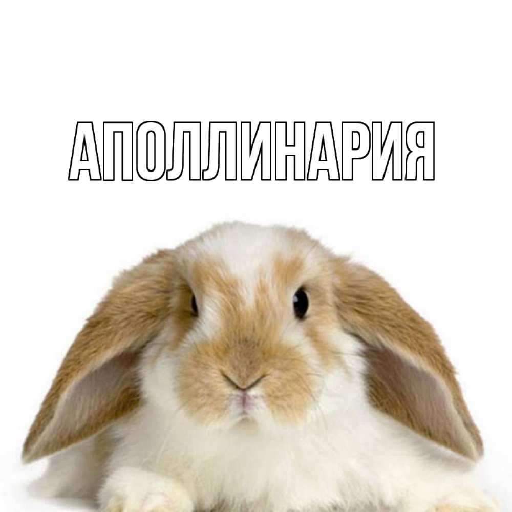 Открытка на каждый день с именем, Аполлинария Главная прикольные открытки на каждый день Прикольная открытка с пожеланием онлайн скачать бесплатно 