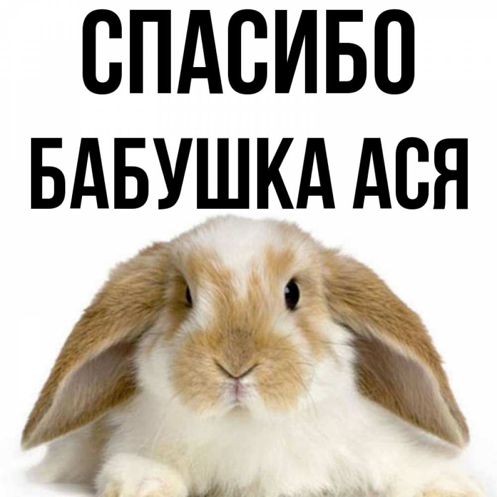 Открытка на каждый день с именем, Бабушка-Ася Спасибо коричнево белый заяц Прикольная открытка с пожеланием онлайн скачать бесплатно 