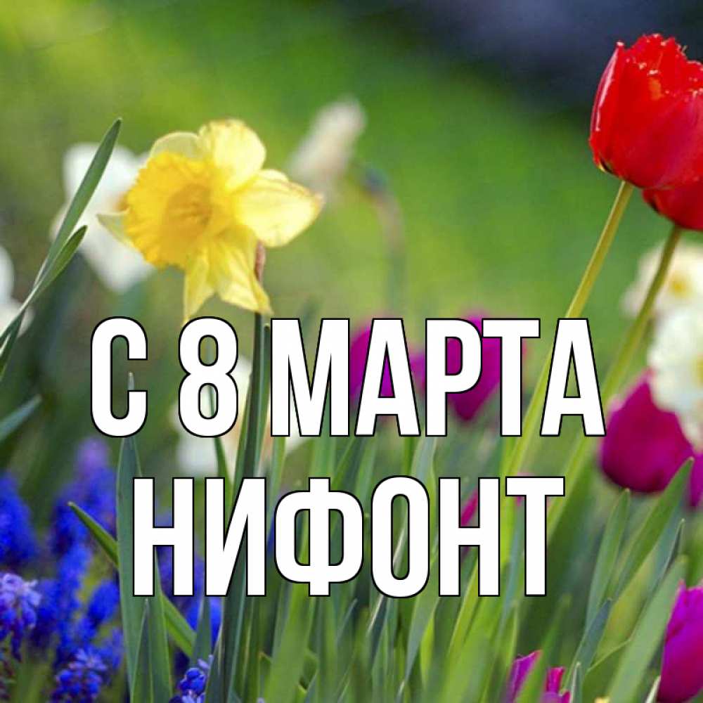 Открытка на каждый день с именем, Нифонт С 8 марта международный женский день 3 Прикольная открытка с пожеланием онлайн скачать бесплатно 