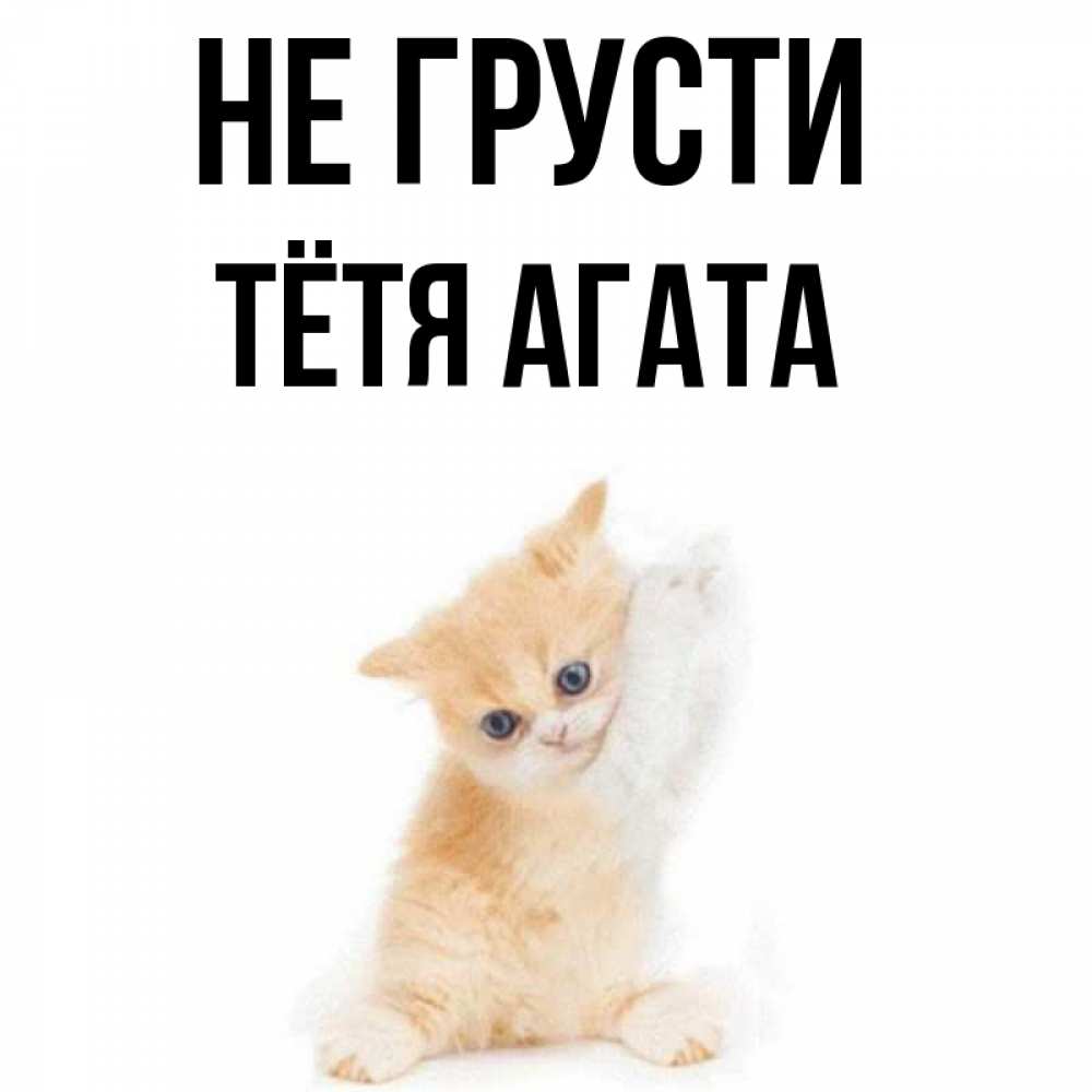 Открытка на каждый день с именем, Тётя-Агата Не грусти просящий кот Прикольная открытка с пожеланием онлайн скачать бесплатно 