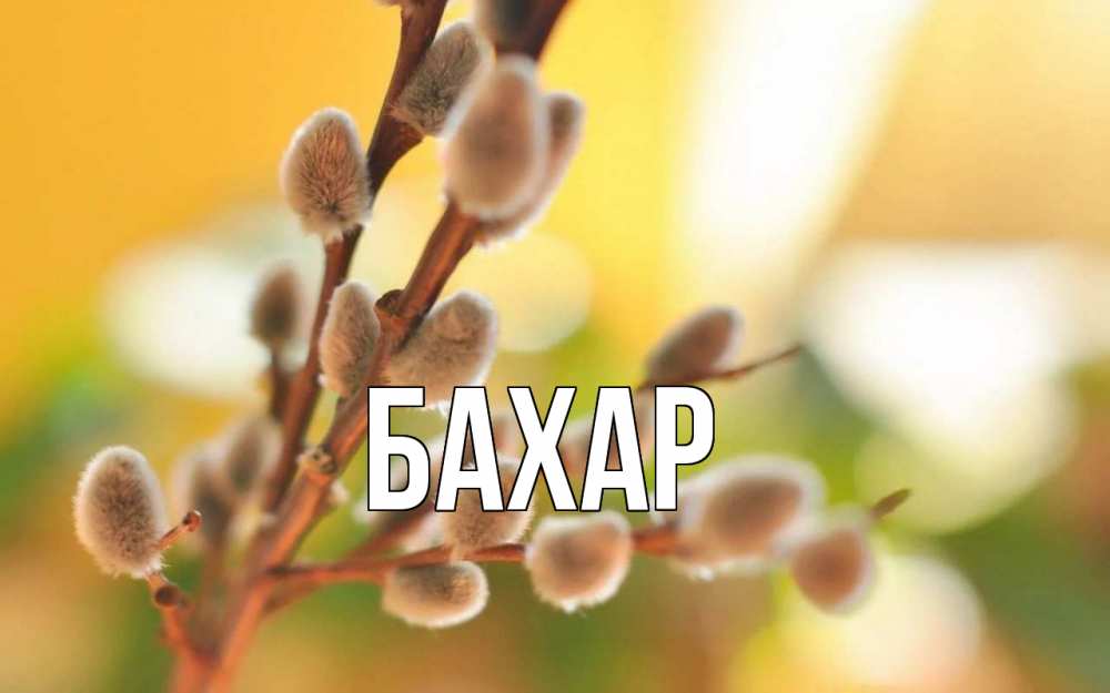 Открытка на каждый день с именем, Бахар Главная верба Прикольная открытка с пожеланием онлайн скачать бесплатно 