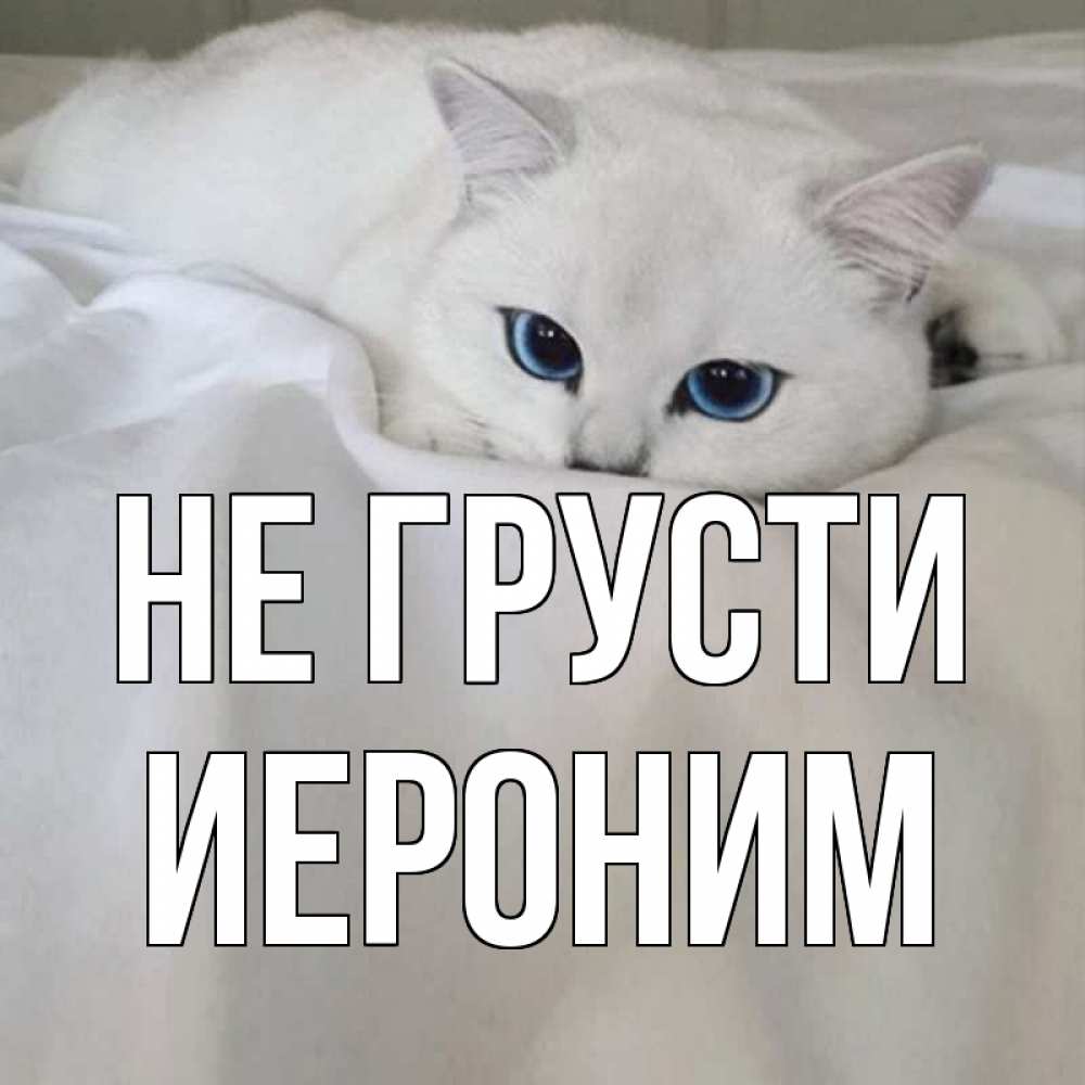 Открытка на каждый день с именем, Иероним Не грусти белый кот с голубыми глазами на белоснежной кровати Прикольная открытка с пожеланием онлайн скачать бесплатно 