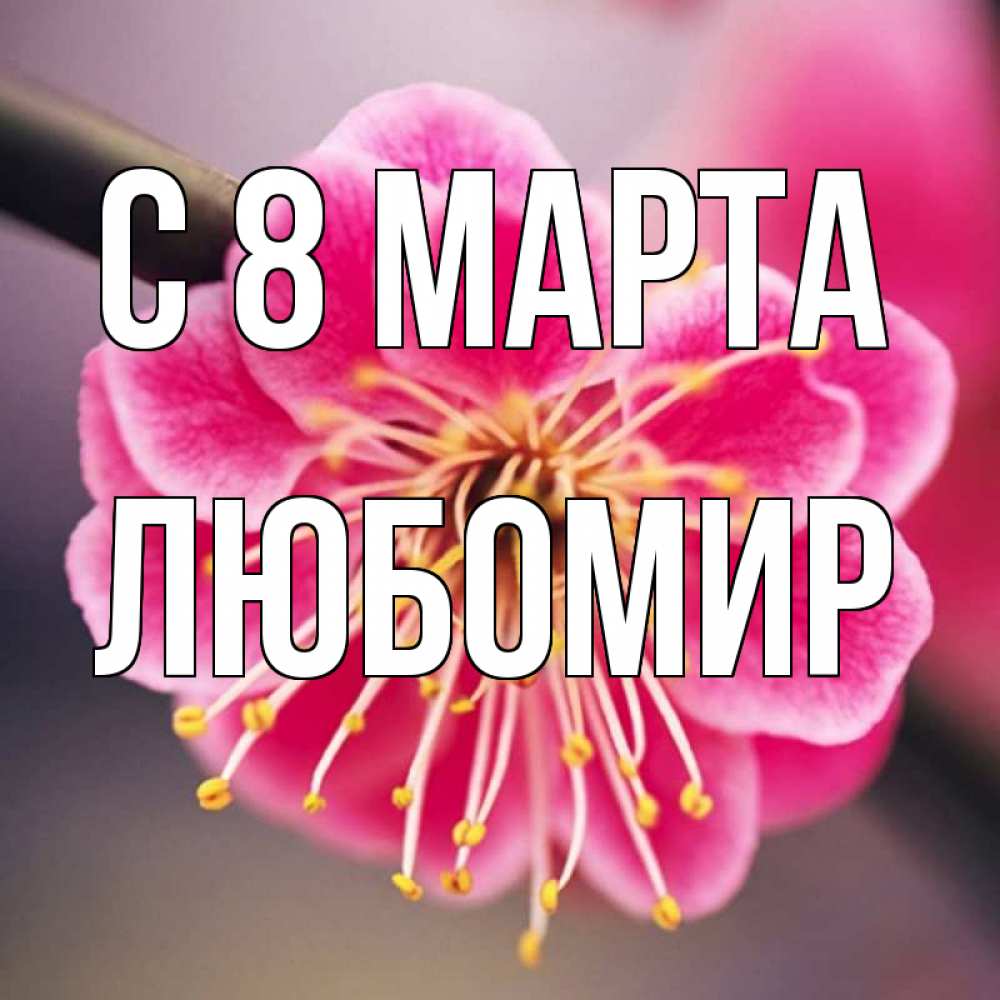 Открытка на каждый день с именем, Любомир С 8 марта цветы Прикольная открытка с пожеланием онлайн скачать бесплатно 
