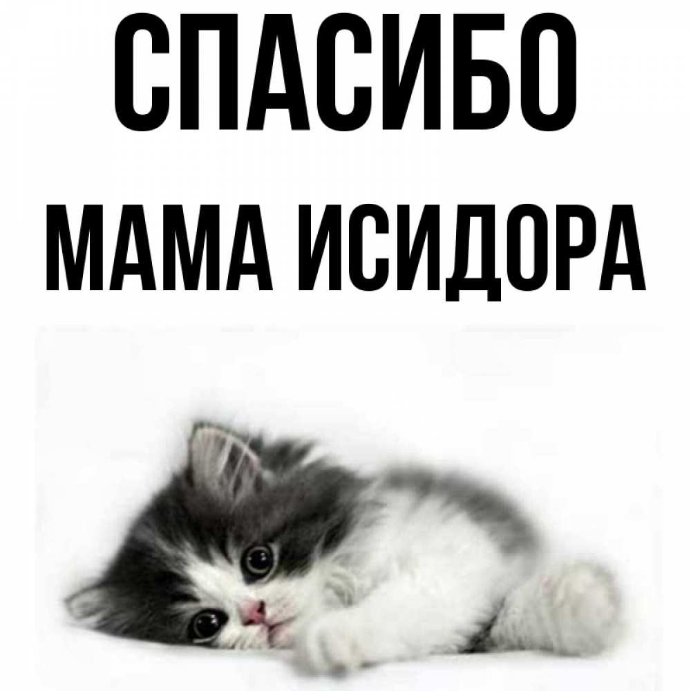 Открытка на каждый день с именем, Мама-Исидора Спасибо черный и белый кот Прикольная открытка с пожеланием онлайн скачать бесплатно 