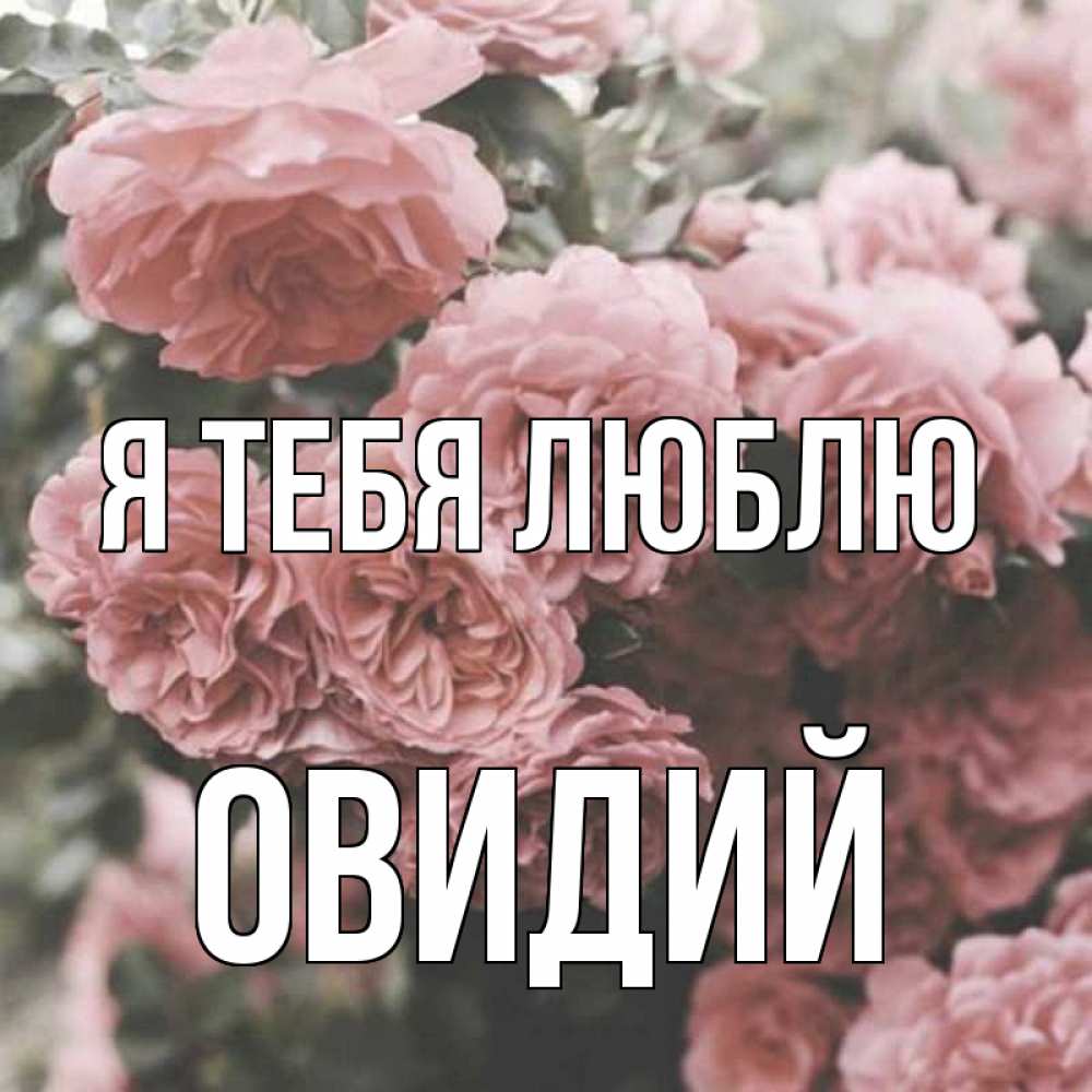 Открытка на каждый день с именем, Овидий Я тебя люблю розы 3 Прикольная открытка с пожеланием онлайн скачать бесплатно 