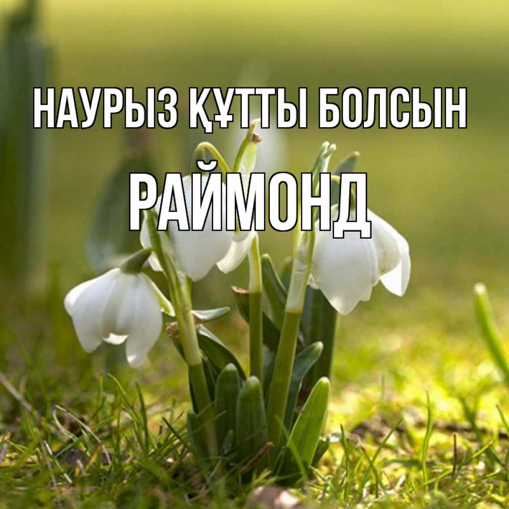 Открытка на каждый день с именем, Раймонд Наурыз құтты болсын ранние цветы 2 Прикольная открытка с пожеланием онлайн скачать бесплатно 