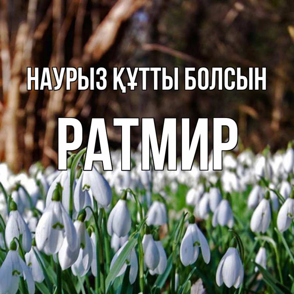 Открытка на каждый день с именем, Ратмир Наурыз құтты болсын с подснежниками 1 Прикольная открытка с пожеланием онлайн скачать бесплатно 