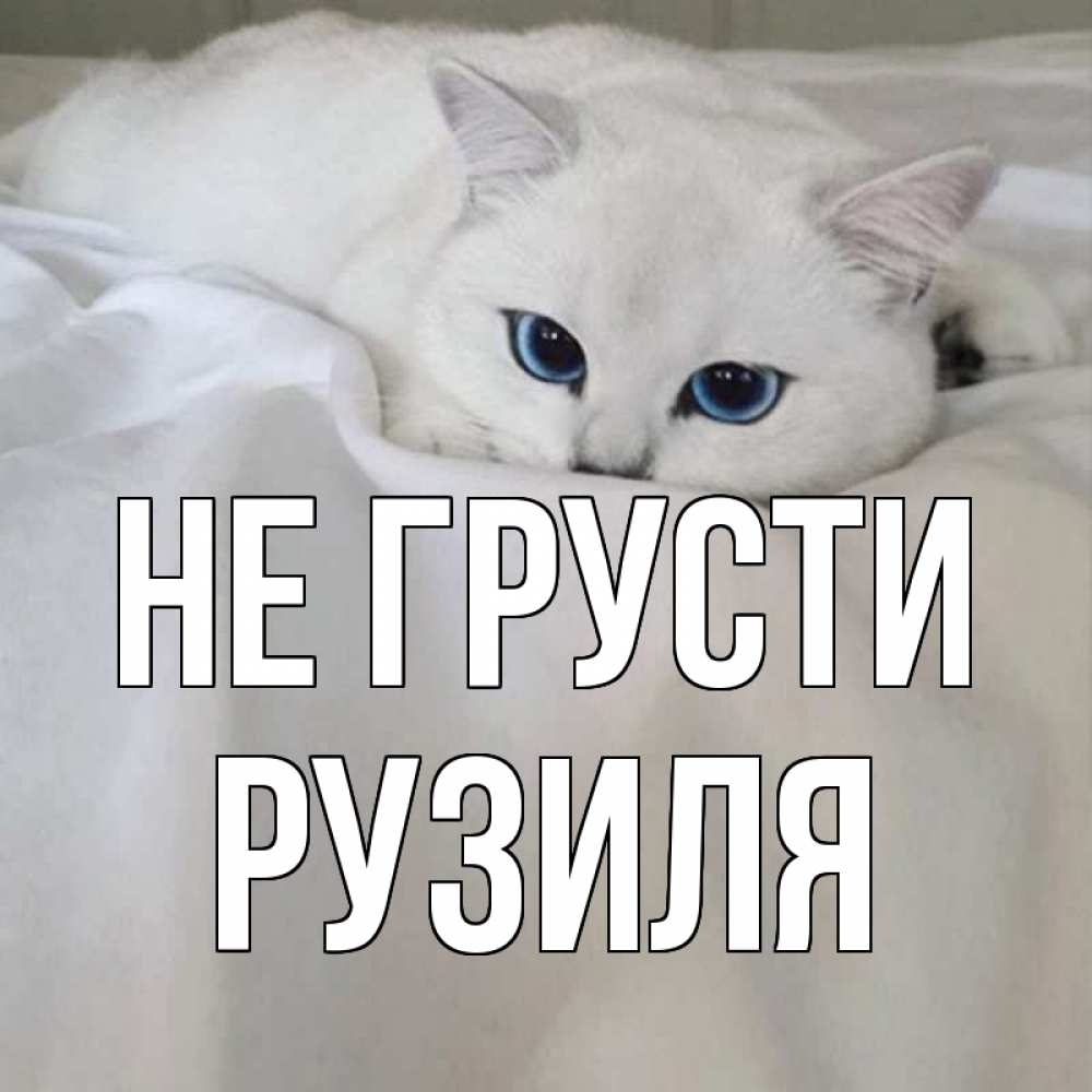 Открытка на каждый день с именем, Рузиля Не грусти белый кот с голубыми глазами на белоснежной кровати Прикольная открытка с пожеланием онлайн скачать бесплатно 