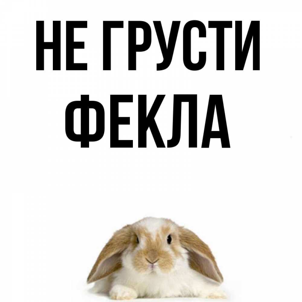 Открытка на каждый день с именем, Фекла Не грусти коричнево белый заяц с большими ушками Прикольная открытка с пожеланием онлайн скачать бесплатно 