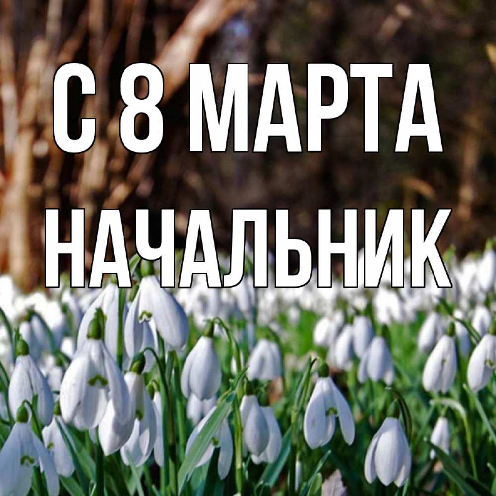 Открытка на каждый день с именем, Начальник С 8 МАРТА с подснежниками 1 Прикольная открытка с пожеланием онлайн скачать бесплатно 