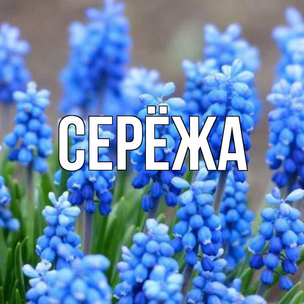 Открытка на каждый день с именем, Серёжа Главная Поздравительная открытка для женщин с цветами на праздничную дату Прикольная открытка с пожеланием онлайн скачать бесплатно 