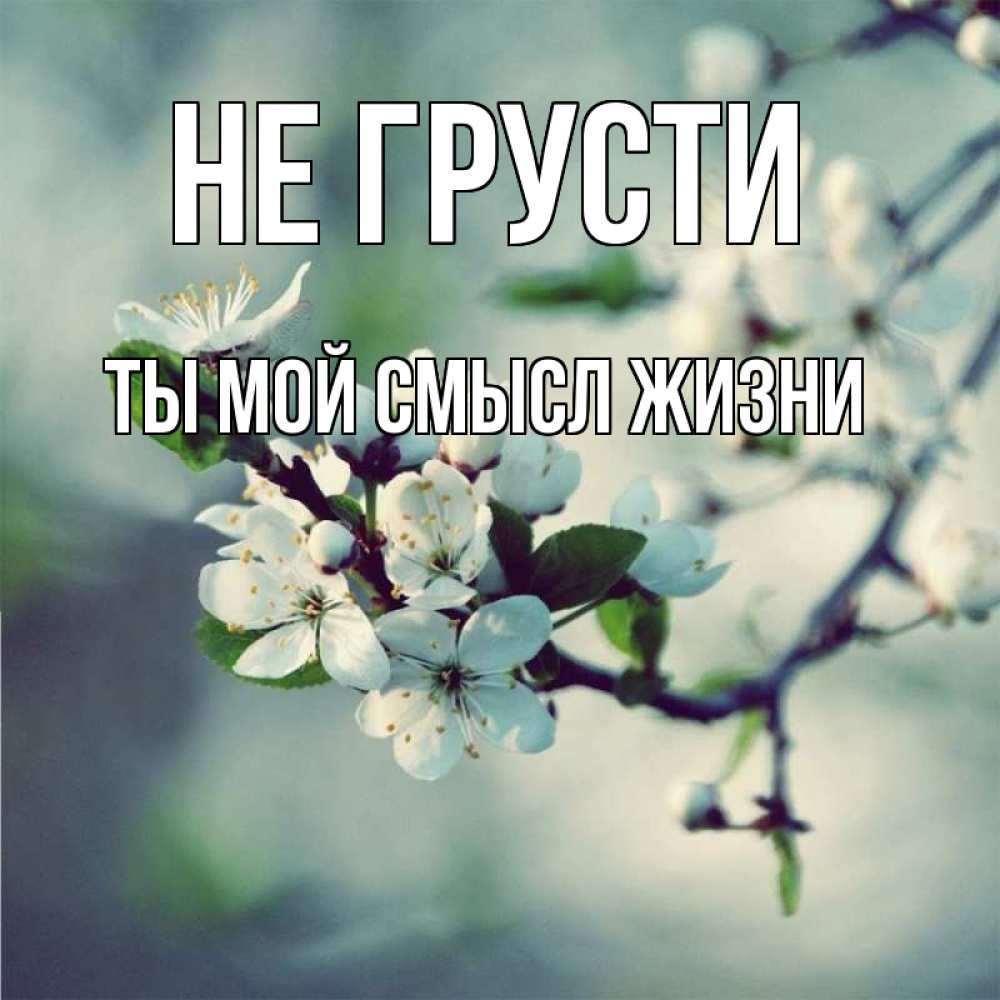 Открытка на каждый день с именем, Ты-мой-смысл-жизни Не грусти яблоня в цвету 1 Прикольная открытка с пожеланием онлайн скачать бесплатно 