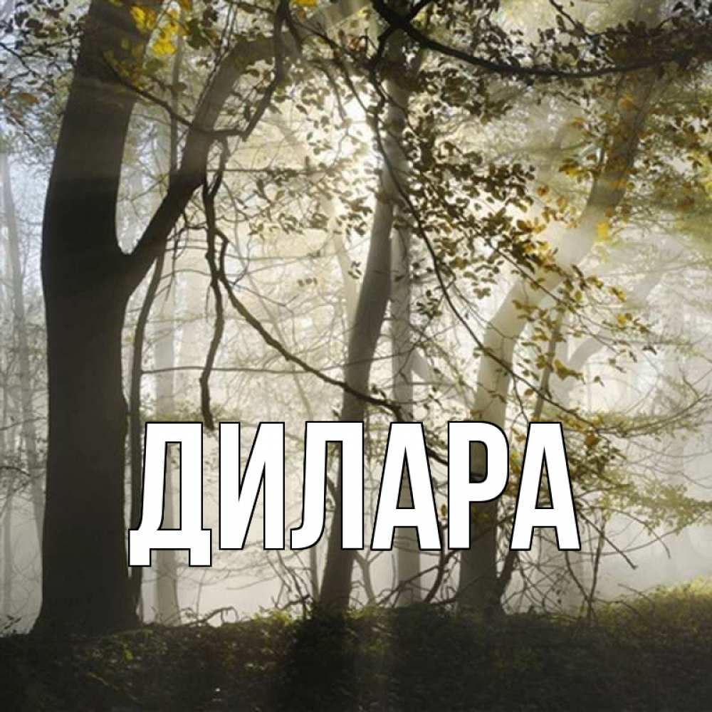 Открытка на каждый день с именем, Дилара Главная лес и свет Прикольная открытка с пожеланием онлайн скачать бесплатно 