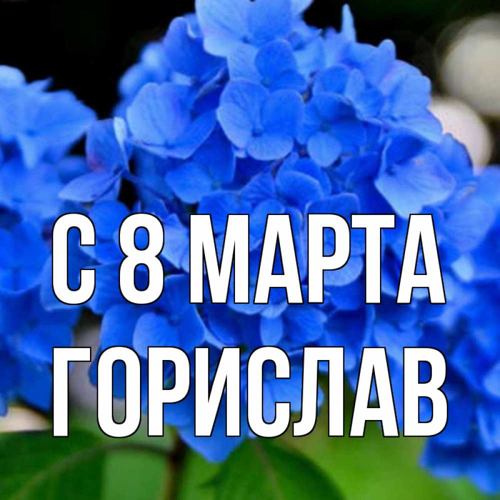 Открытка на каждый день с именем, Горислав С 8 МАРТА синие цветы Прикольная открытка с пожеланием онлайн скачать бесплатно 