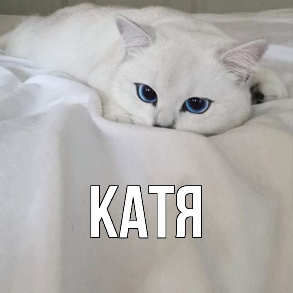 Открытка на каждый день с именем, Катя Главная белый кот с голубыми глазами на белоснежной кровати Прикольная открытка с пожеланием онлайн скачать бесплатно 