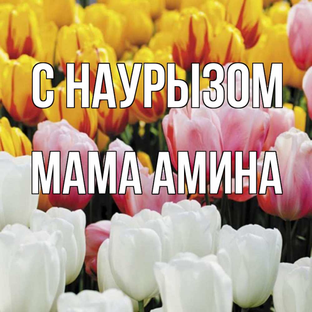 Открытка на каждый день с именем, Мама-Амина С наурызом разноцветные цветы Прикольная открытка с пожеланием онлайн скачать бесплатно 