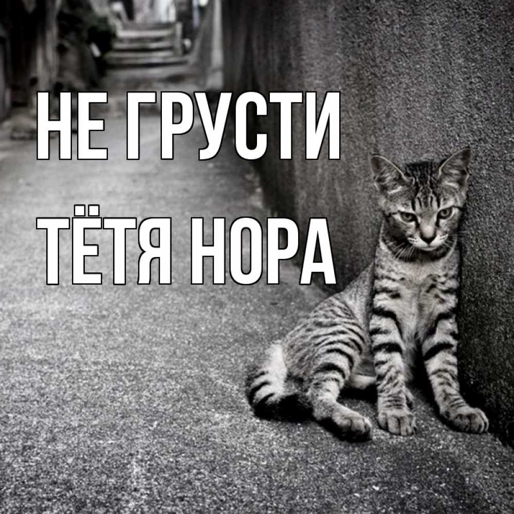 Открытка на каждый день с именем, Тётя-Нора Не грусти скучающий котик Прикольная открытка с пожеланием онлайн скачать бесплатно 