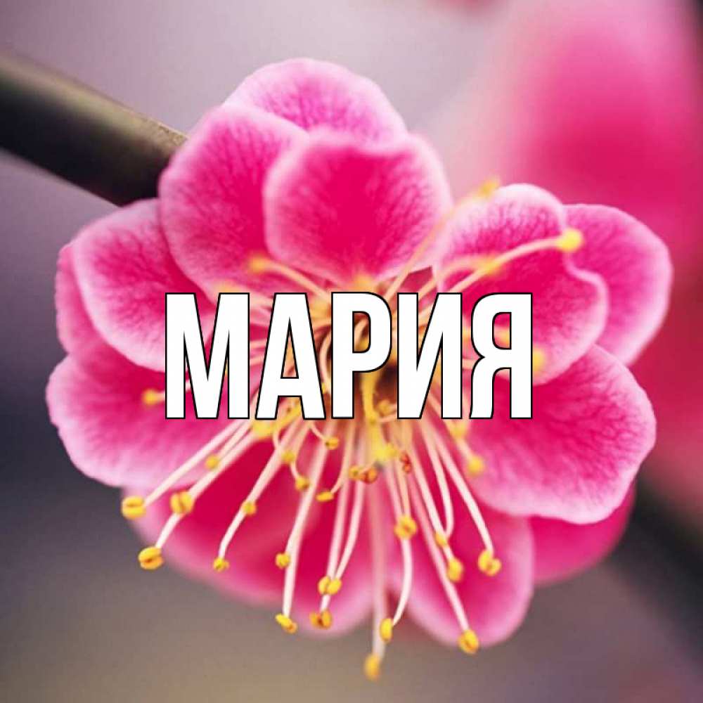 Мария открытки с любовью